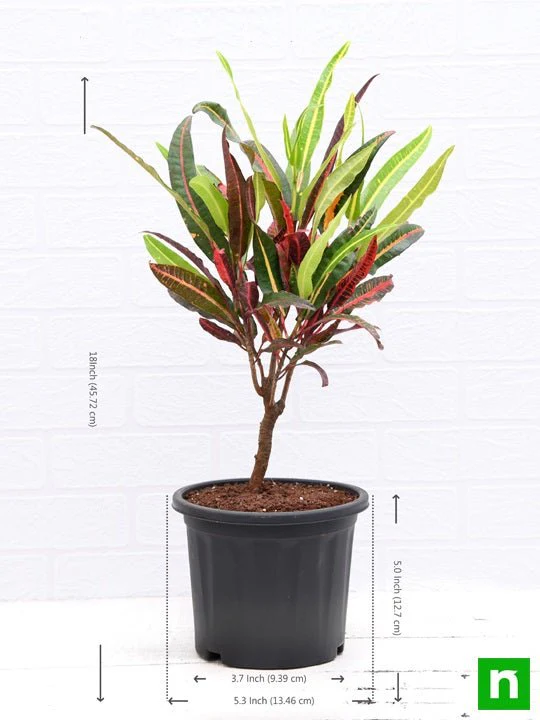 Croton Plant, Codiaeum variegatum (Captain Kidd) - Plant - Image 3