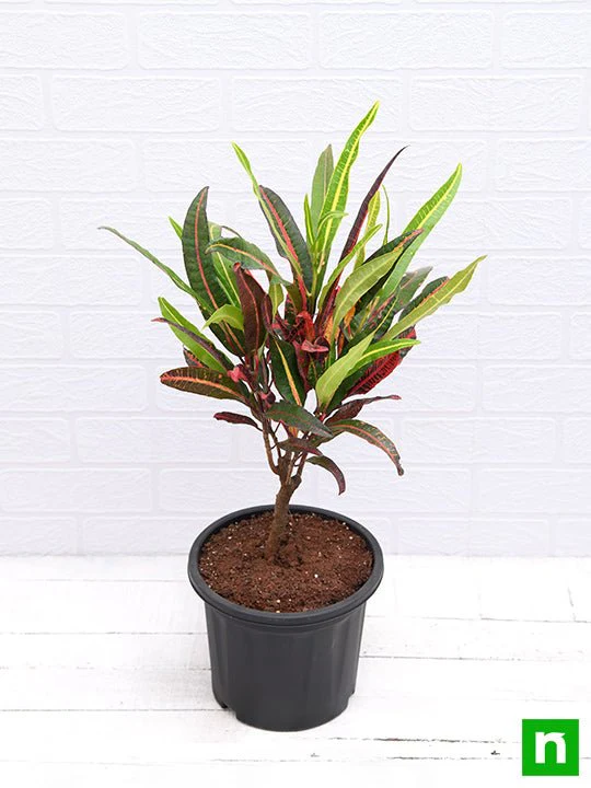 Croton Plant, Codiaeum variegatum (Captain Kidd) - Plant - Image 4