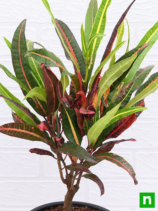 Croton Plant, Codiaeum variegatum (Captain Kidd) - Plant - Image 5