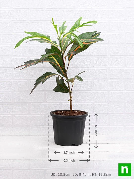 Croton Plant, Codiaeum variegatum (Duck Foot) - Plant - Image 3
