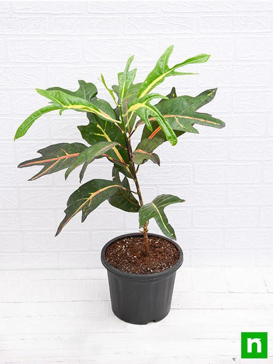 Croton Plant, Codiaeum variegatum (Duck Foot) - Plant - Image 4