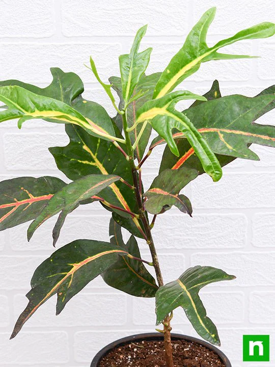 Croton Plant, Codiaeum variegatum (Duck Foot) - Plant - Image 5