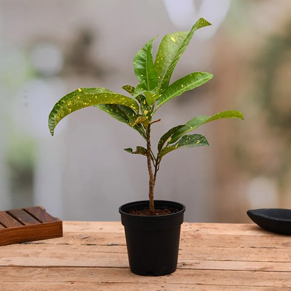 Croton Plant, Codiaeum variegatum (Gold Dust, Big Leaves)- Plant