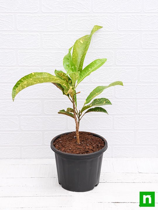 Croton Plant, Codiaeum variegatum (Gold Dust, Big Leaves)- Plant - Image 4
