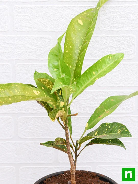 Croton Plant, Codiaeum variegatum (Gold Dust, Big Leaves)- Plant - Image 5