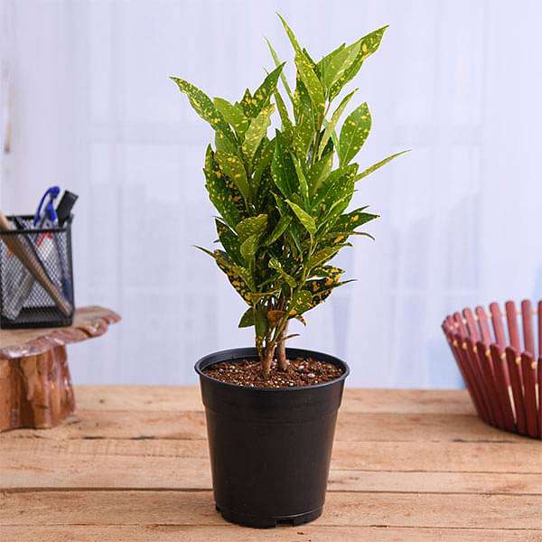 Croton Plant, Codiaeum variegatum (Gold Dust, Small Leaves) - Plant