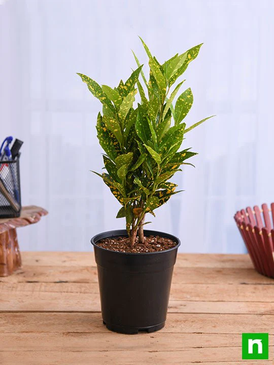 Croton Plant, Codiaeum variegatum (Gold Dust, Small Leaves) - Plant - Image 2