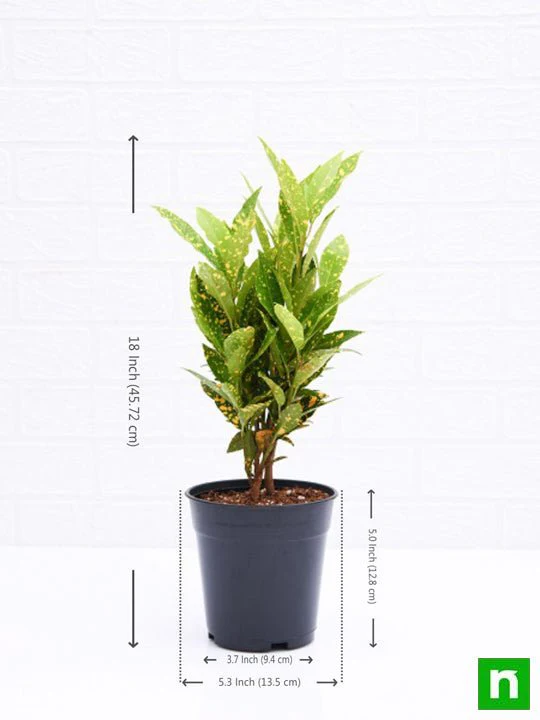 Croton Plant, Codiaeum variegatum (Gold Dust, Small Leaves) - Plant - Image 3