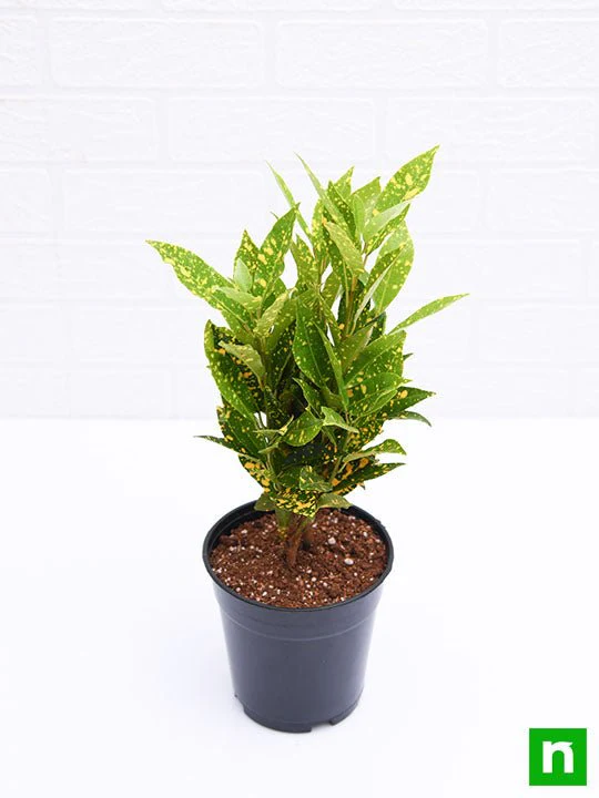 Croton Plant, Codiaeum variegatum (Gold Dust, Small Leaves) - Plant - Image 4