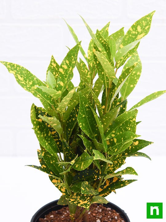 Croton Plant, Codiaeum variegatum (Gold Dust, Small Leaves) - Plant - Image 5