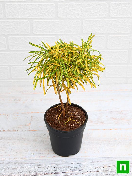 Croton Plant, Codiaeum variegatum (Gold Dust, Thin Leaves) - Plant - Image 4