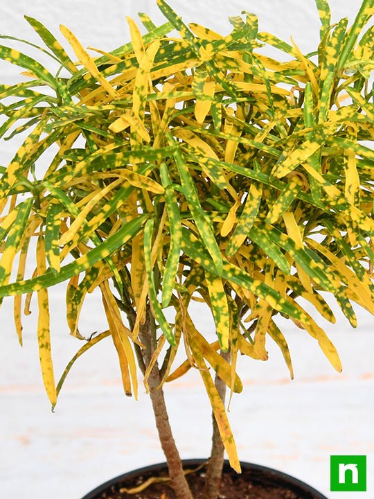 Croton Plant, Codiaeum variegatum (Gold Dust, Thin Leaves) - Plant - Image 5