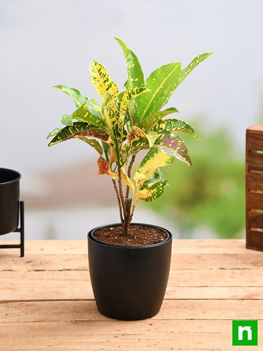 Croton Plant, Codiaeum variegatum (Magnificent) - Plant - Image 2