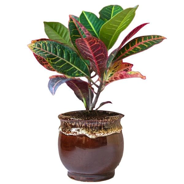 Croton Plant, Codiaeum variegatum (Maroon) - Plant