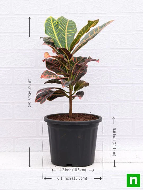 Croton Plant, Codiaeum variegatum (Petra) - Plant - Image 3