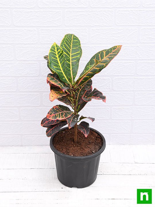 Croton Plant, Codiaeum variegatum (Petra) - Plant - Image 4