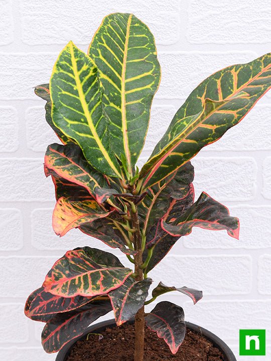 Croton Plant, Codiaeum variegatum (Petra) - Plant - Image 5