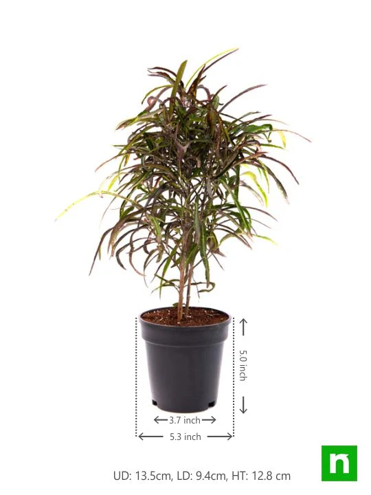 Croton Plant, Codiaeum variegatum (Zanzibar) - Plant - Image 3
