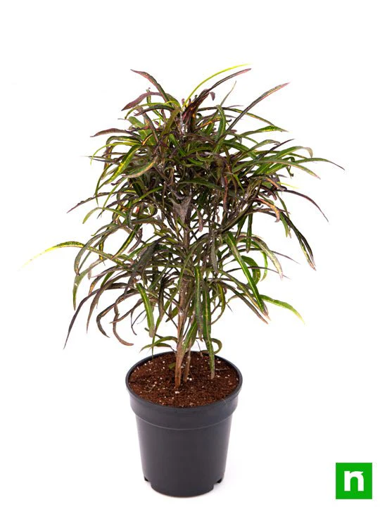 Croton Plant, Codiaeum variegatum (Zanzibar) - Plant - Image 4