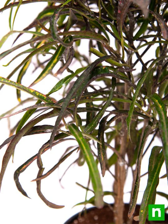 Croton Plant, Codiaeum variegatum (Zanzibar) - Plant - Image 5