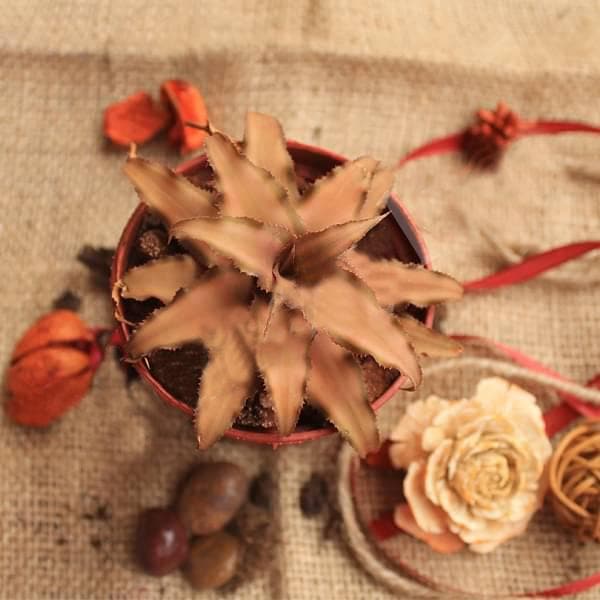 Cryptanthus Bromelioides - Plant - Image 3
