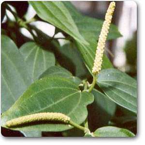 Cubeba - Plant