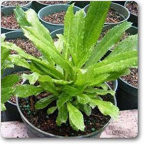 Culantro - Plant