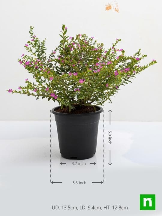 Cuphea Hyssopifolia ( Lavender) - Plant - Image 3