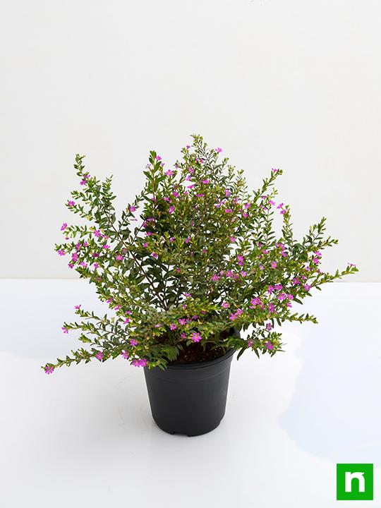 Cuphea Hyssopifolia ( Lavender) - Plant - Image 4
