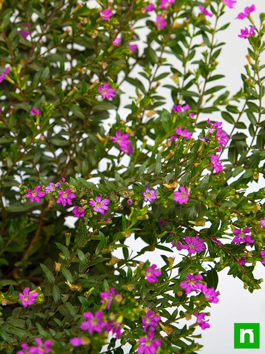 Cuphea Hyssopifolia ( Lavender) - Plant - Image 5