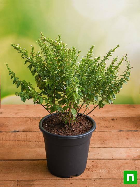Cuphea Hyssopifolia (White) - Plant - Image 2