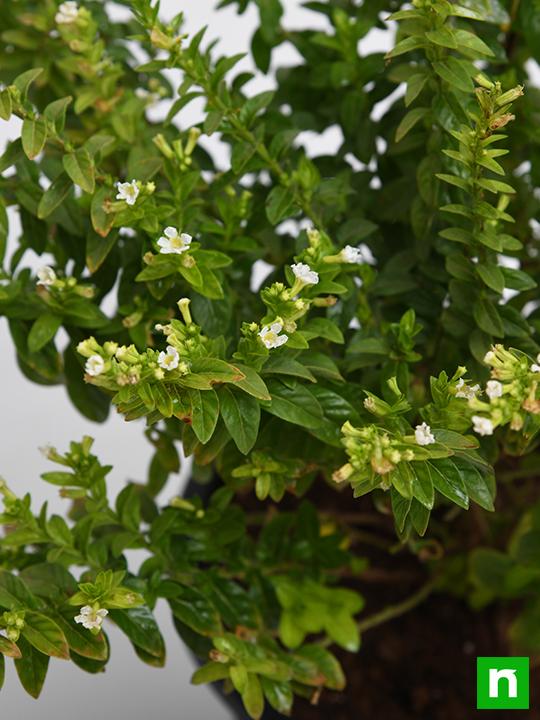 Cuphea Hyssopifolia (White) - Plant - Image 5