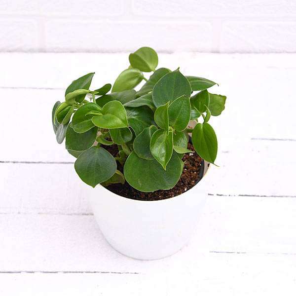 Cupid Peperomia, Peperomia scandens (Green) - Succulent Plant