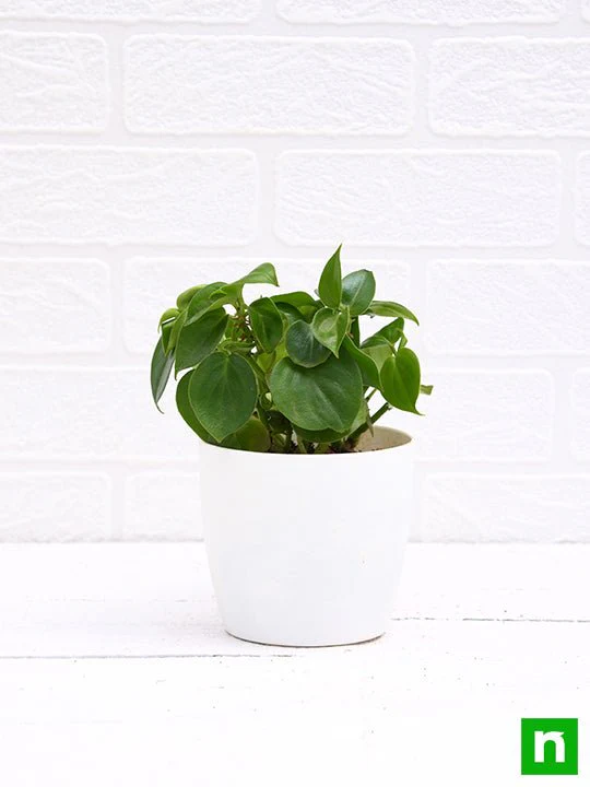 Cupid Peperomia, Peperomia scandens (Green) - Succulent Plant - Image 2