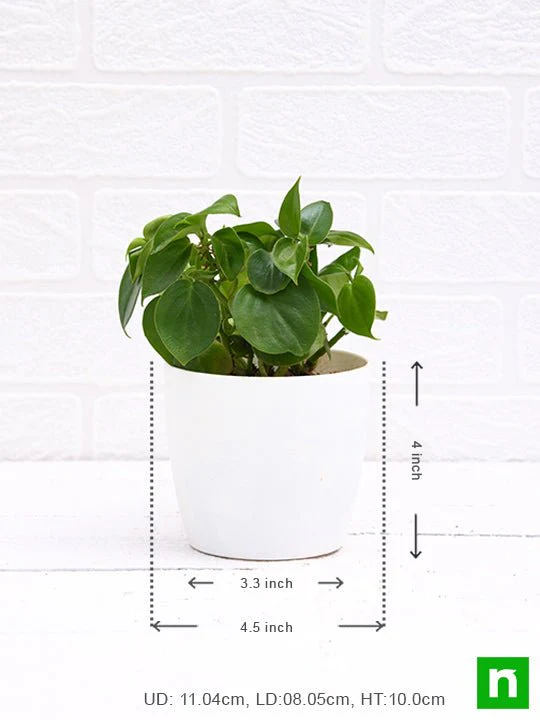 Cupid Peperomia, Peperomia scandens (Green) - Succulent Plant - Image 3