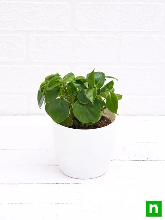 Cupid Peperomia, Peperomia scandens (Green) - Succulent Plant - Image 4
