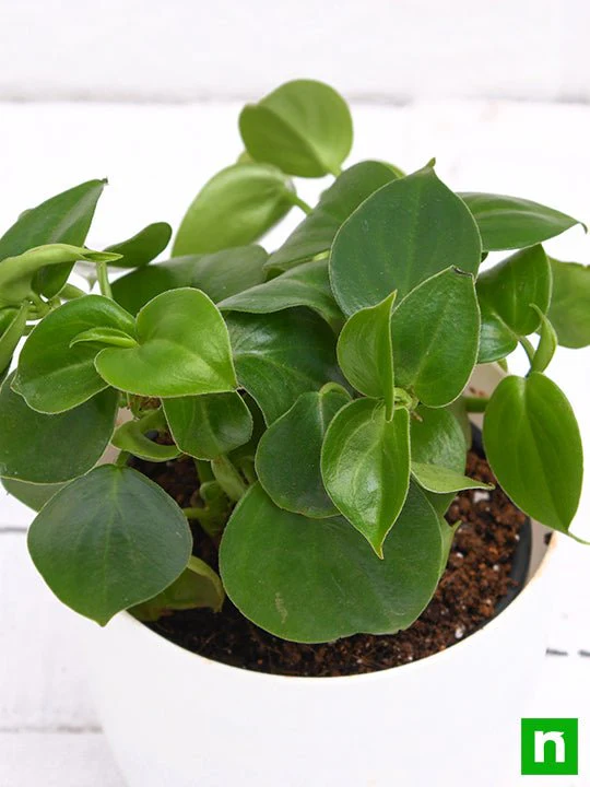 Cupid Peperomia, Peperomia scandens (Green) - Succulent Plant - Image 5