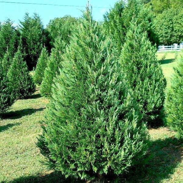 Cupressus Torulosa, Himalayan Cypress - 0.5 kg Seeds - Image 2