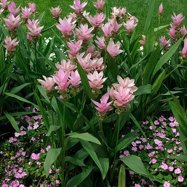 Curcuma (Random color) - Bulbs (set of 5)