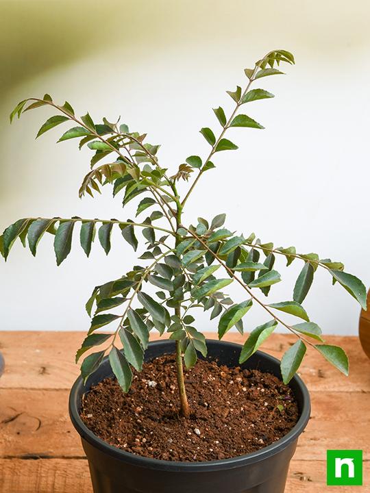Curry Leaves, Kadi Patta, Murraya koenigii, Meetha Neem - Plant - Image 2