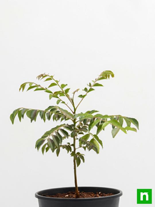Curry Leaves, Kadi Patta, Murraya koenigii, Meetha Neem - Plant - Image 3