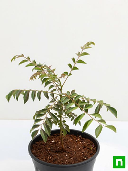 Curry Leaves, Kadi Patta, Murraya koenigii, Meetha Neem - Plant - Image 4