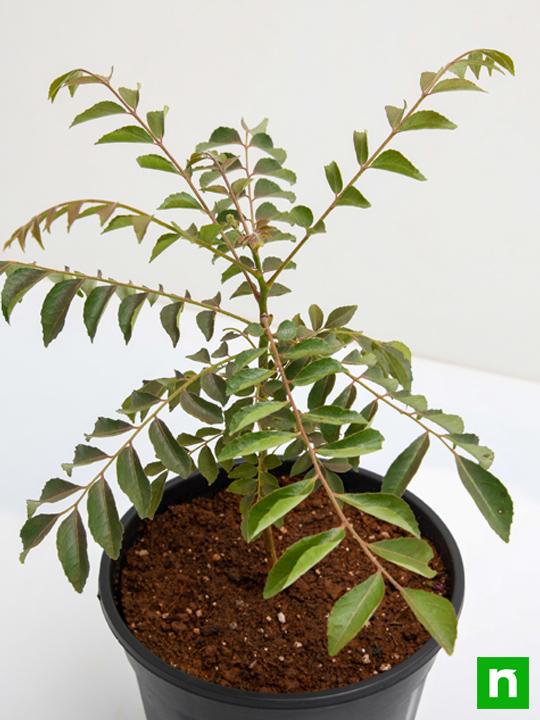 Curry Leaves, Kadi Patta, Murraya koenigii, Meetha Neem - Plant - Image 5