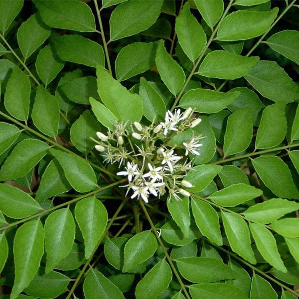 Curry Leaves, Kadi Patta - 0.5 kg Seeds - Image 2
