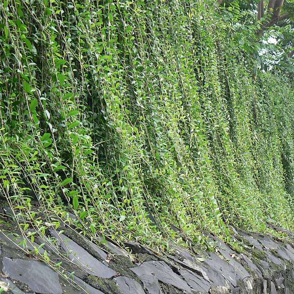 Curtain creeper, Vernonia creeper, Parda bel - Plant - Image 2