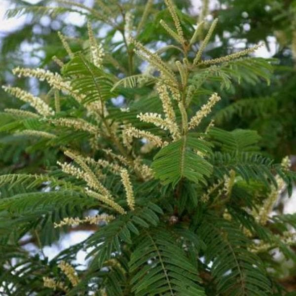 Cutch Tree - Plant