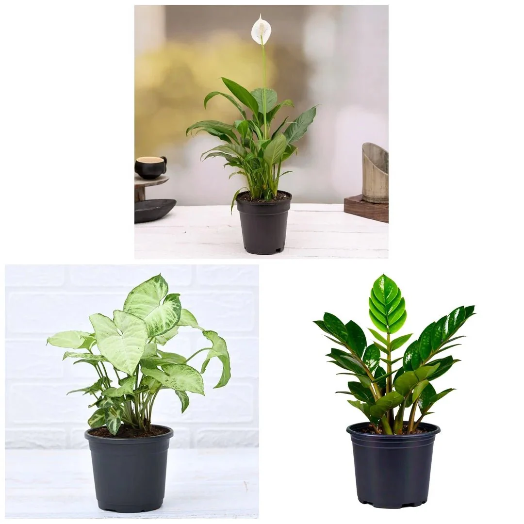 Cute Shade Loving Indoor Plants for Office - Image 2
