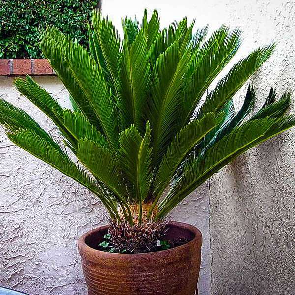Cycas Plant, Queen Sago, Cycas circinalis - Plant