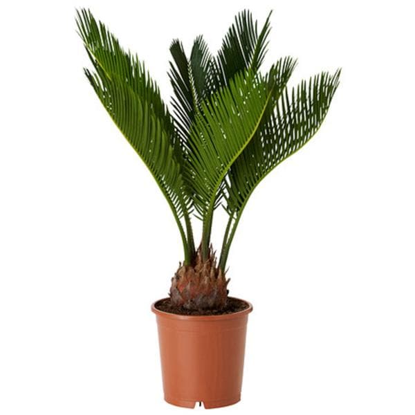 Cycas Plant, Sago Palm, Cycas revoluta - Plant