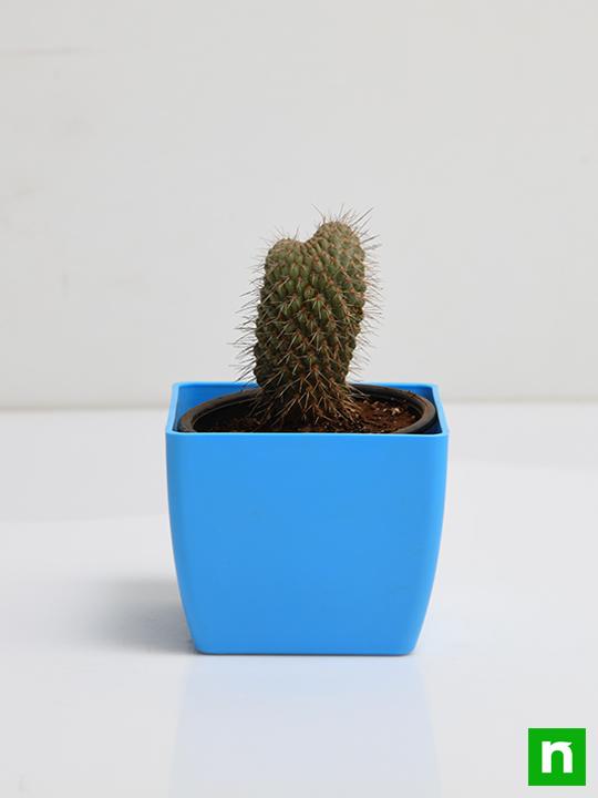 Cylindropuntia fulgida - Cactus Plant - Image 3